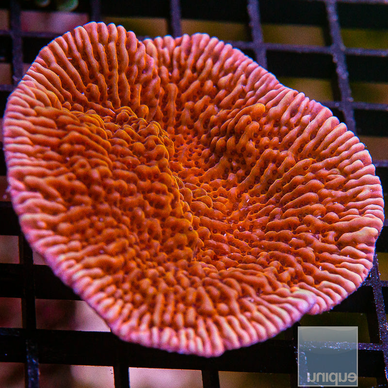 RR Nauti Spiral Montipora-WYSIWYG