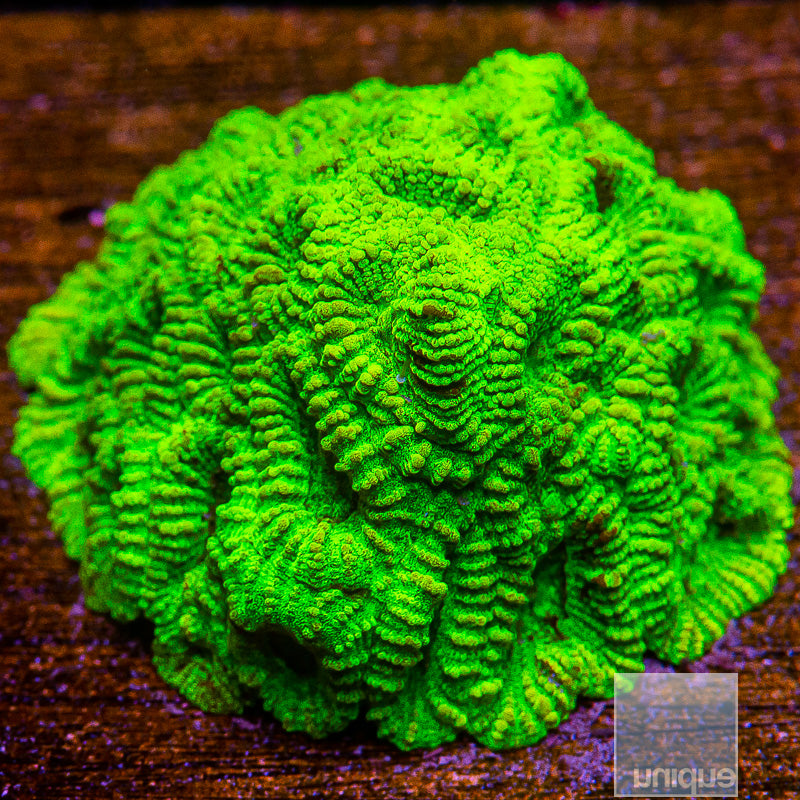 Neon Green Favia-WYSIWYG