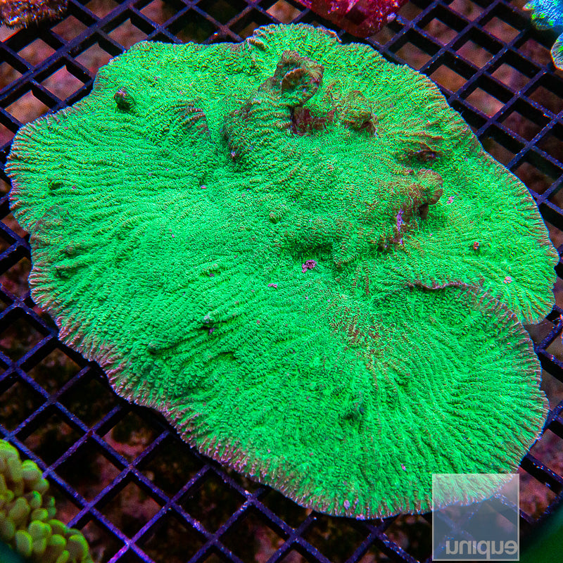 Green Merulina XL Colony-WYSIWYG