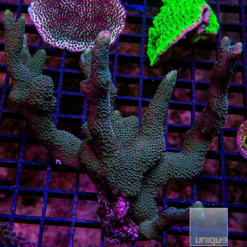 UC Metallic Blue Digitata Colony