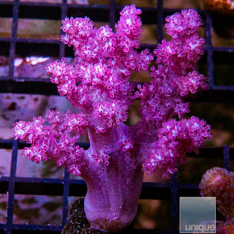 Lg UC Pink Nepthea Koji Wada
