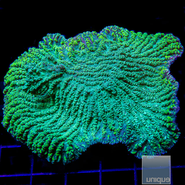 Merulina Triangularis Merulina- Stock Frag – UniqueCorals