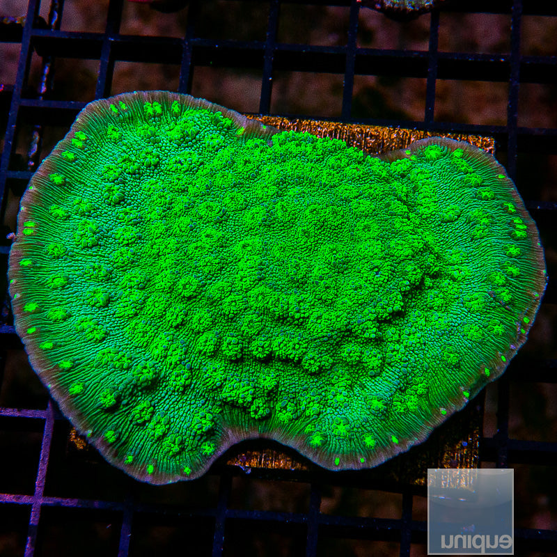 UC Firefly Chalice Colony-WYSIWYG