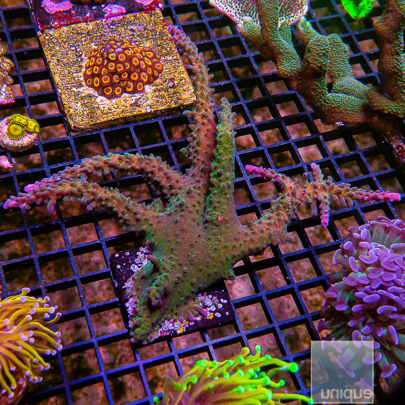 Acropora Colony