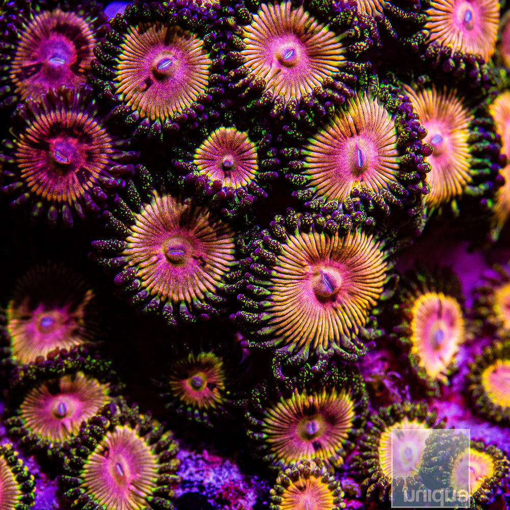CK Kamikaze Kush/WWC Hungry Eyes Zoanthid- Stock Frag 3 Polyp