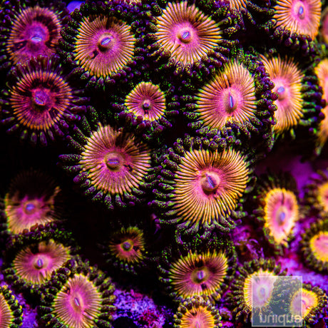 CK Kamikaze Kush/WWC Hungry Eyes Zoanthid- Stock Frag 3 Polyp