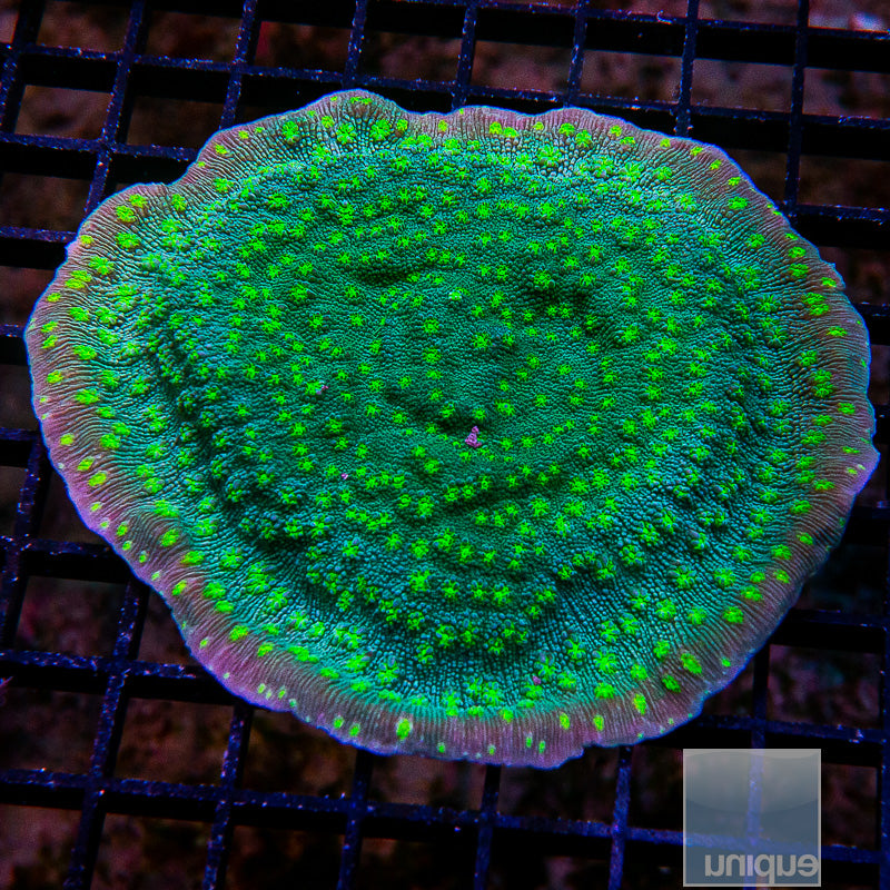 Hollywood Stunner Colony-WYSIWYG