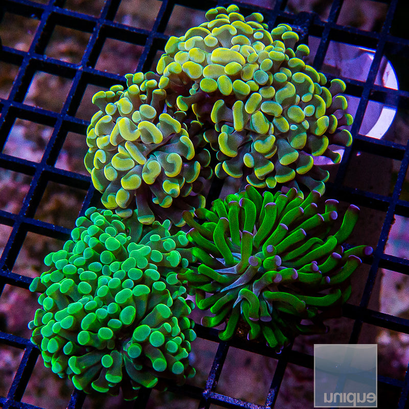 Euphyllia Frag Pack-WYSIWYG