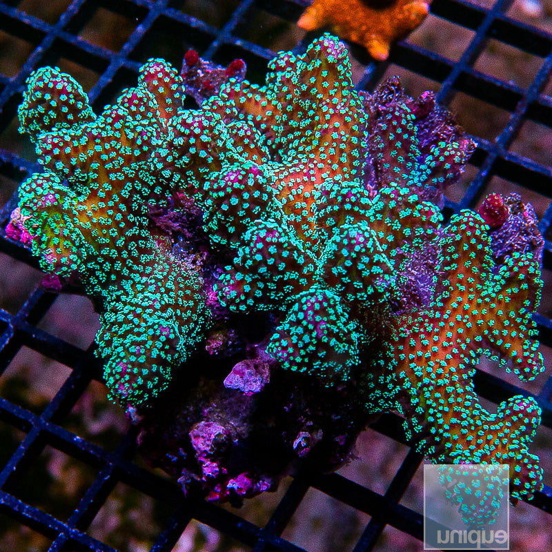 Rainbow Pocillopora Large Frag-WYSIWYG