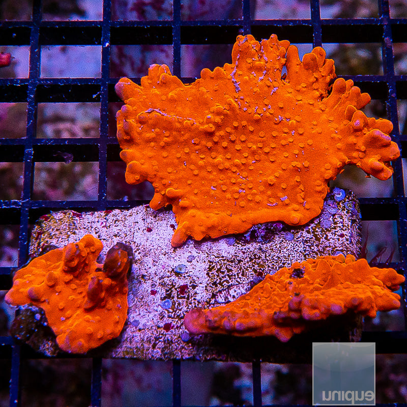 Orange Setosa Colony-WYSIWYG