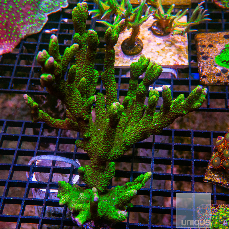 Green Montipora Digi XL Colony-WYSIWYG