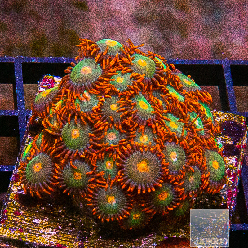 Red Skirt Zoanthid Colony