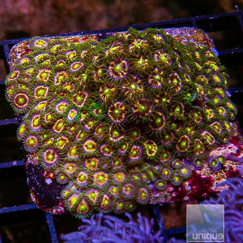 Nirvana Zoanthid Colony