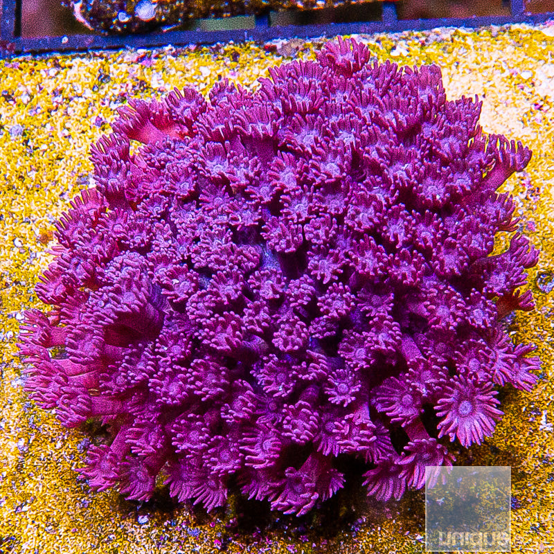 Violet Goniopora Colony