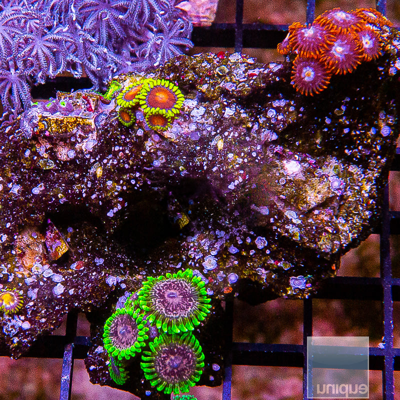 Zoanthid Garden-WYSIWYG