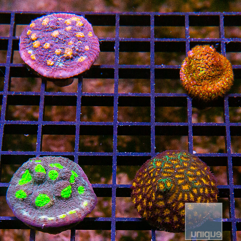Mixed Frag Pack
