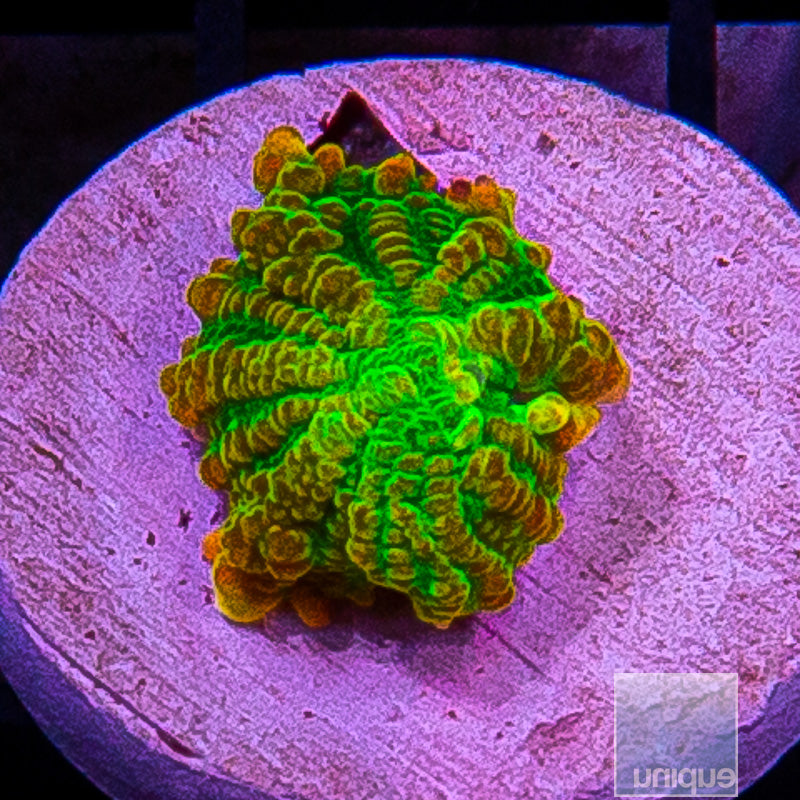 UC Baby Tequila Sunrise Rhodactis