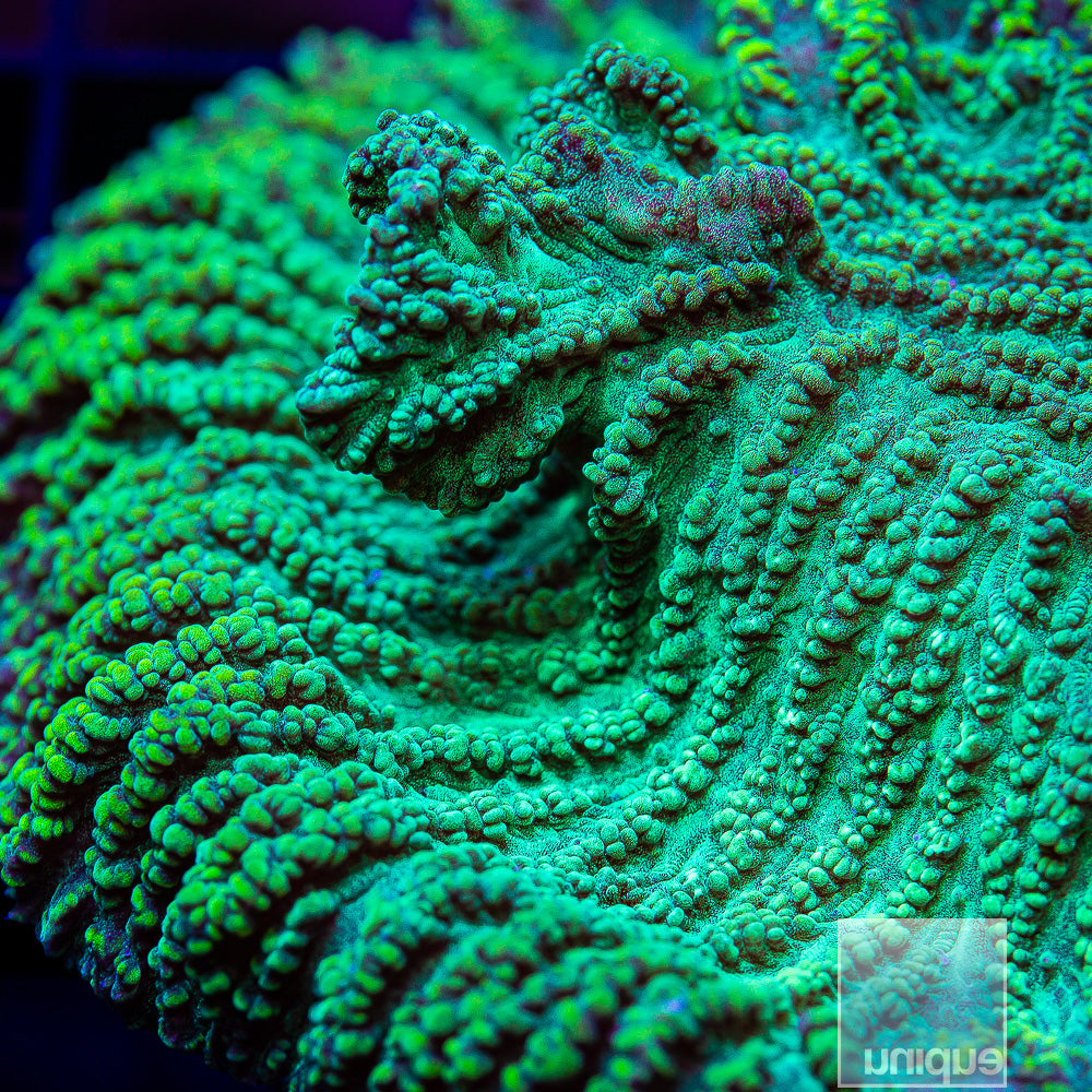 Merulina Triangularis Merulina- Stock Frag – UniqueCorals