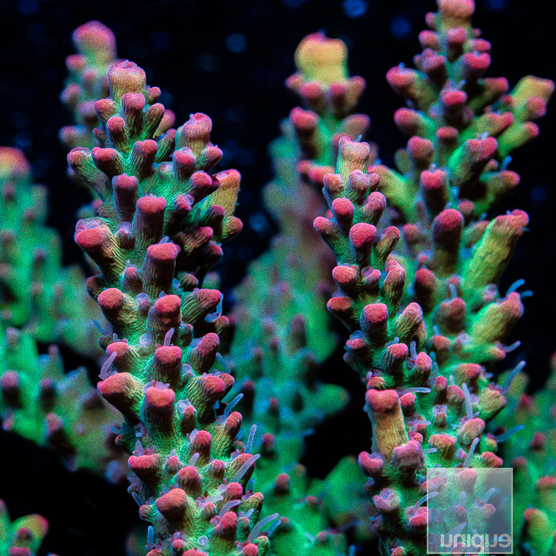 Strawberry Shortcake Colony 2.5 -WYSIWYG