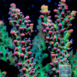 Strawberry Shortcake Colony 2.5 -WYSIWYG