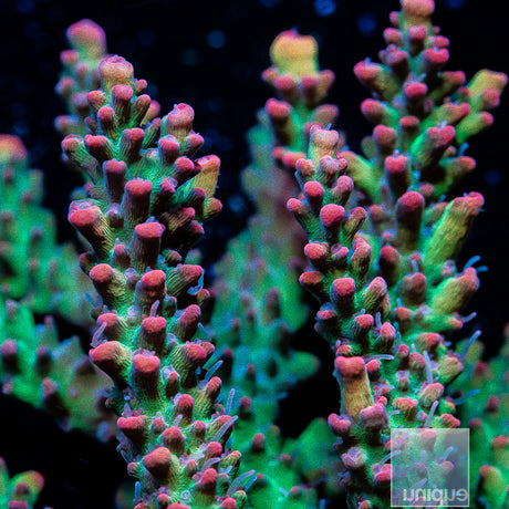 Strawberry Shortcake Colony 2.5 -WYSIWYG