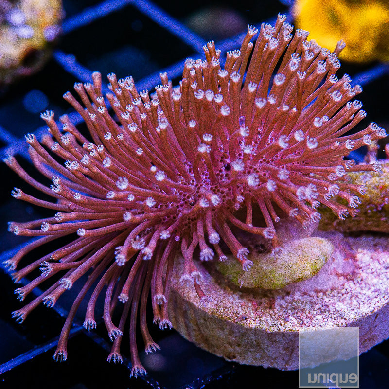 LATEST ARRIVALS Coral UniqueCorals – UniqueCorals