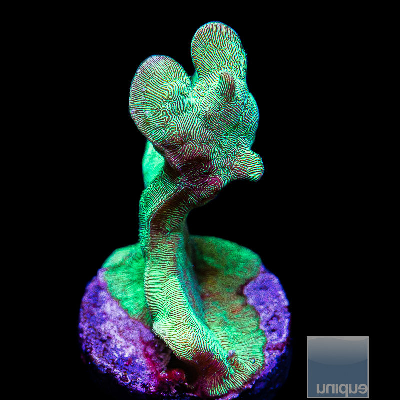 Green Branching Pavona-WYSIWYG