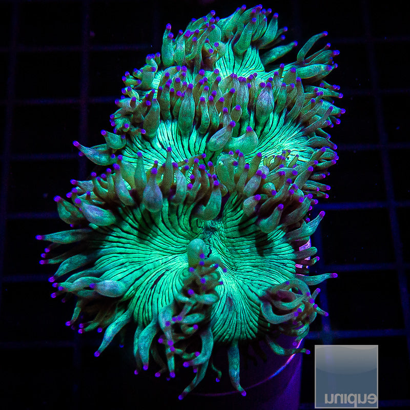 Aussie Elegance Coral-WYSIWYG