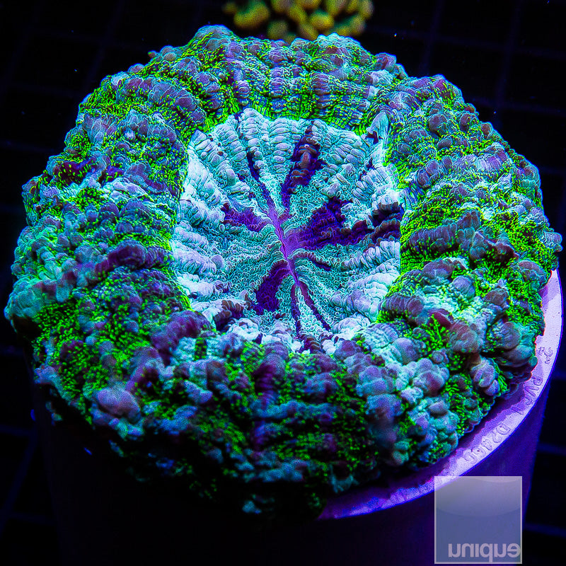 Aussie Green Speckle Donut Coral-WYSIWYG