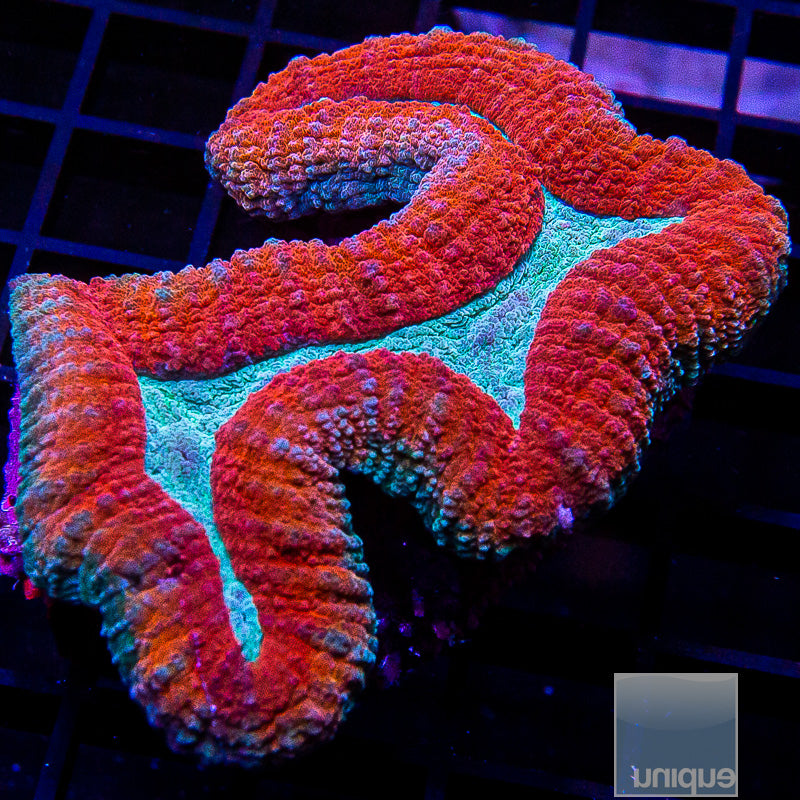 Aussie Red Rim Lobo-WYSIWYG