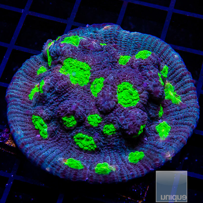 Neon Eye Chalice Chunky Frag-WYSIWYG