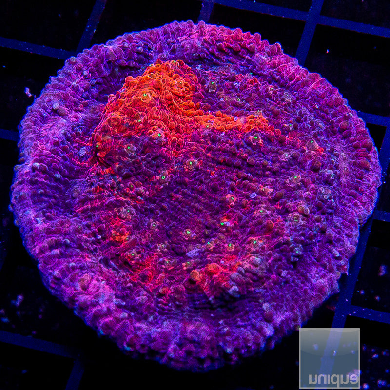 UC Galaxy Chalice Large Frag-WYSIWYG