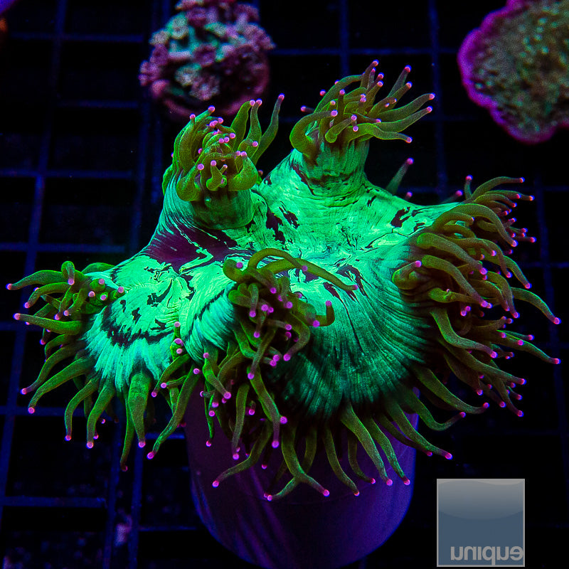 Pink Tip Elegance-WYSIWYG
