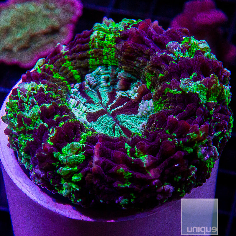 Aussie Green Donut Coral-WYSIWYG