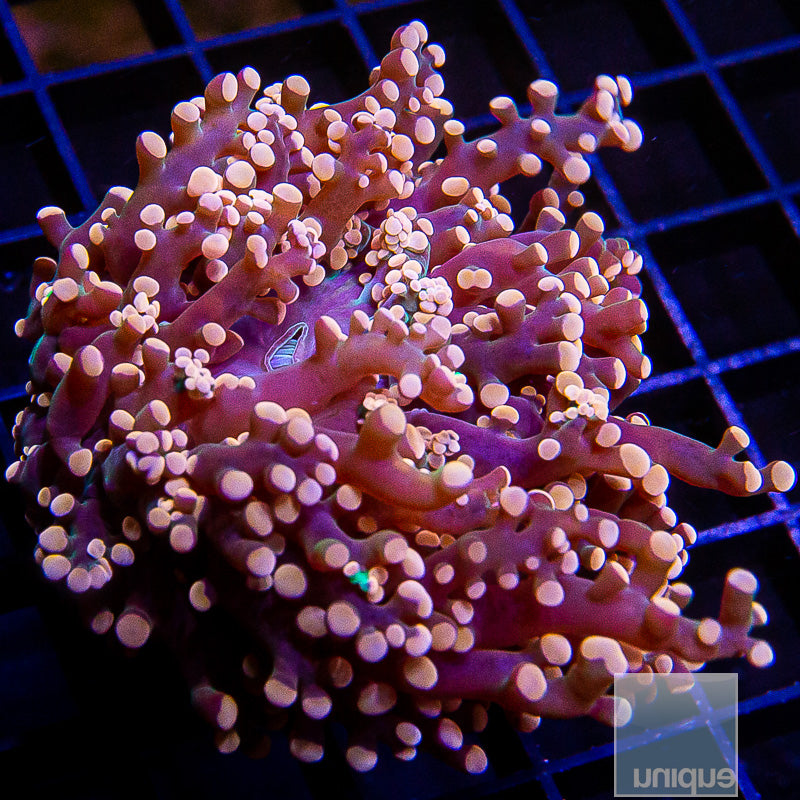 Pink Indo Frogspawn-WYSIWYG