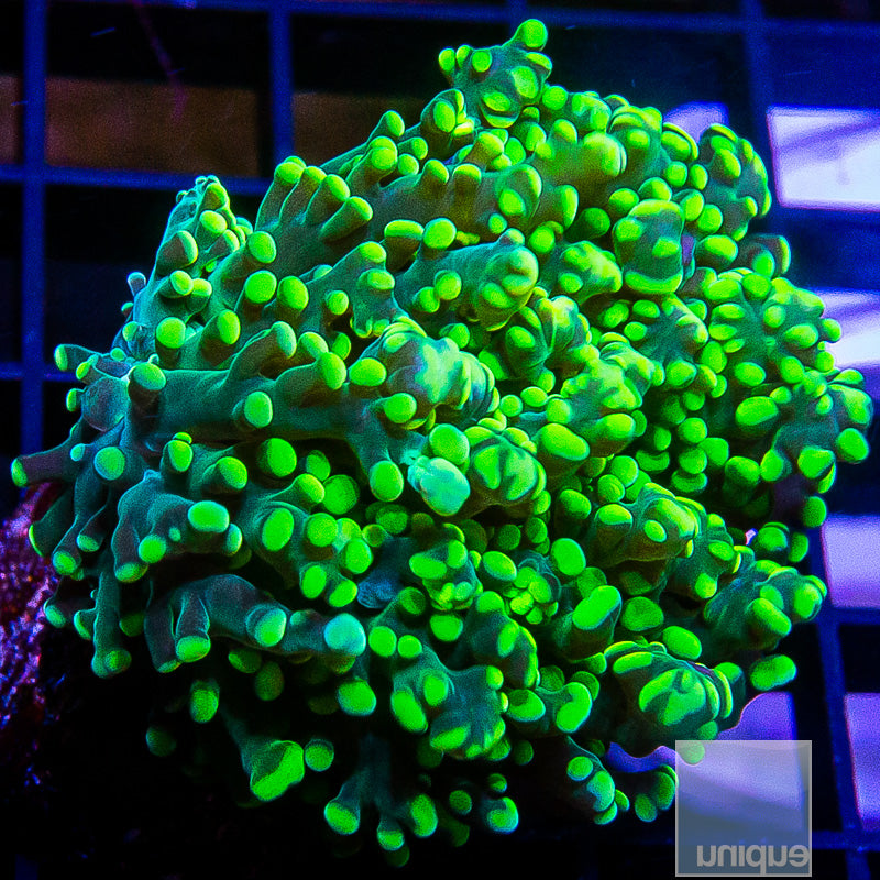Green Octospawn-WYSIWYG