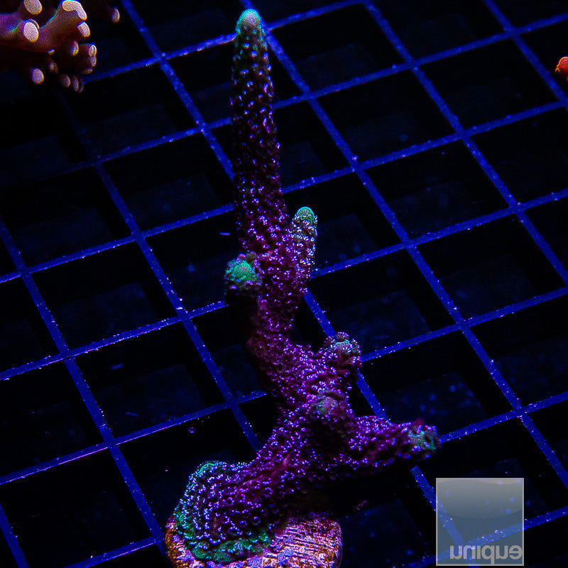 UC Purple Montipora Digi Large Frag-WYSIWYG