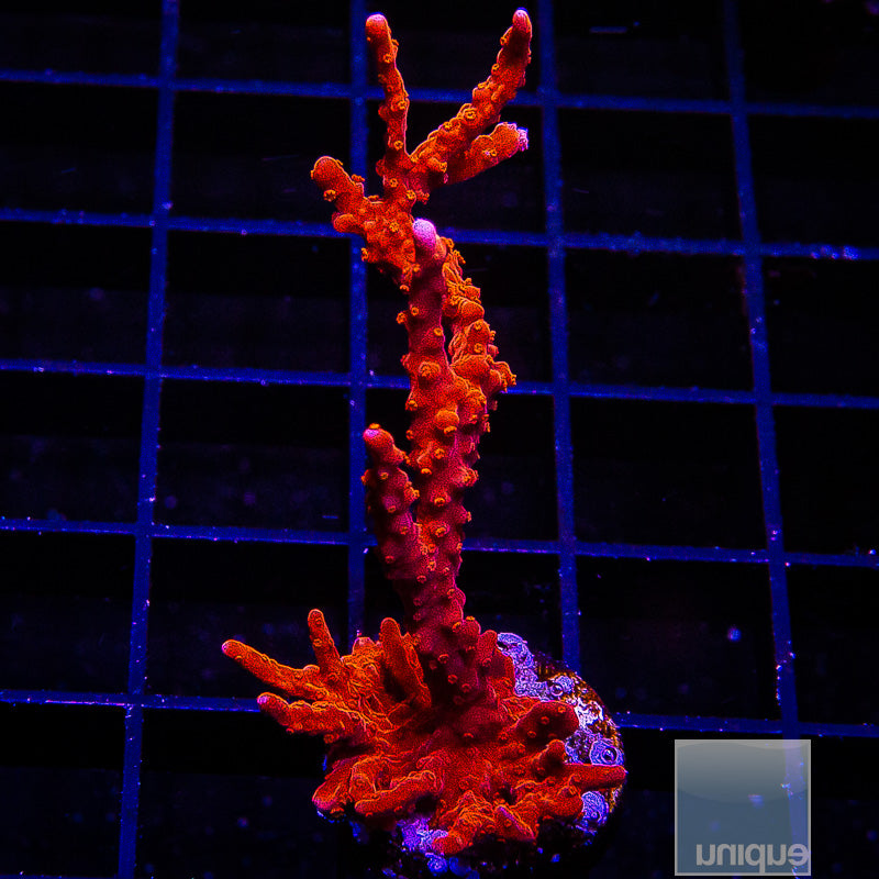 Manila Spy Large Frag-WYSIWYG
