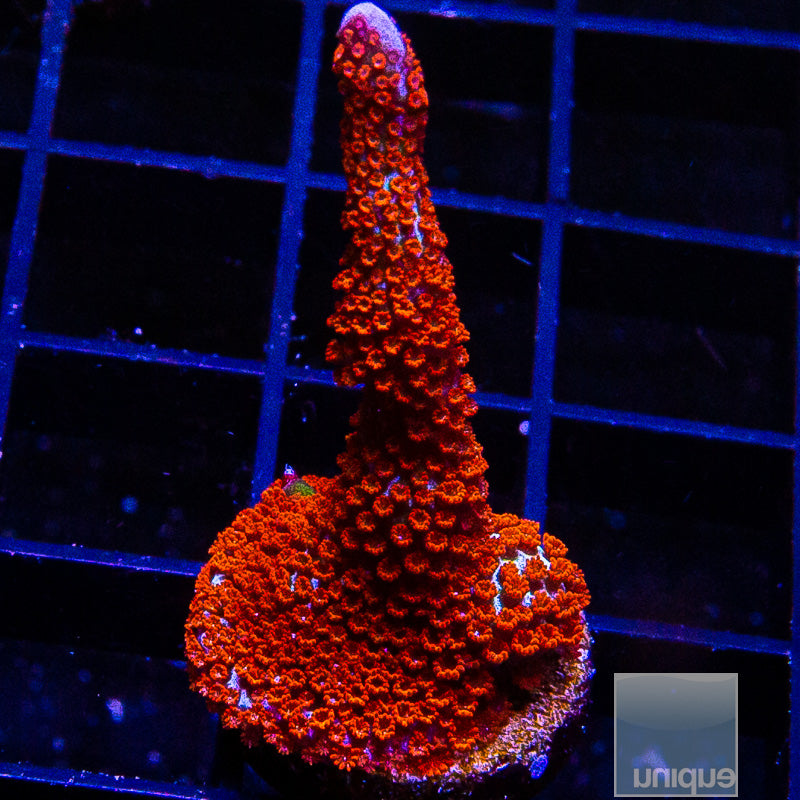 Forest Fire Montipora Digi-WYSIWYG