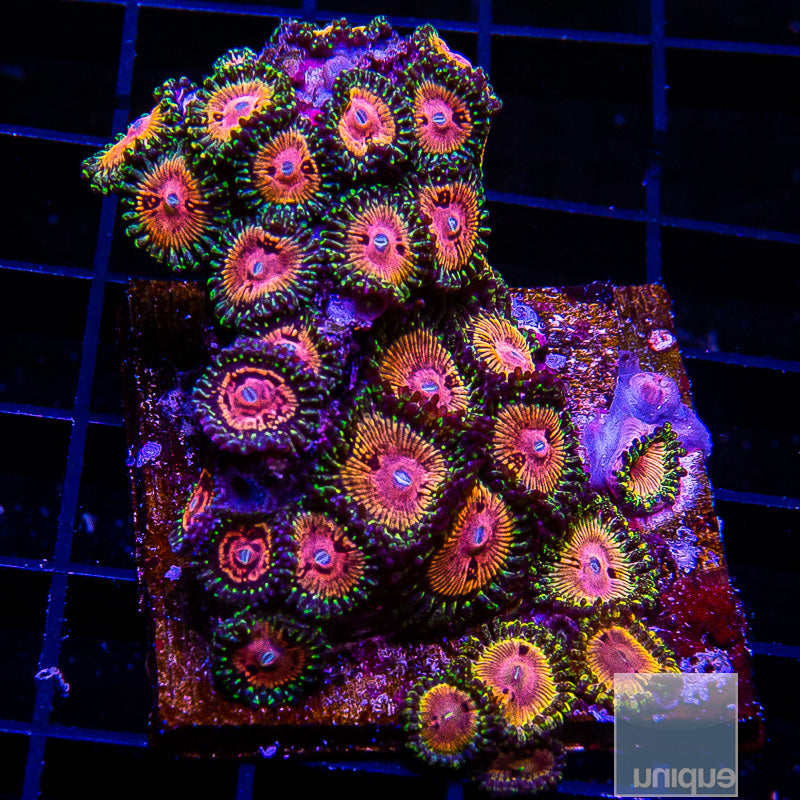 CK Kamikaze Kush/WWC Hungry Eyes Zoanthid Mini Colony-WYSIWYG