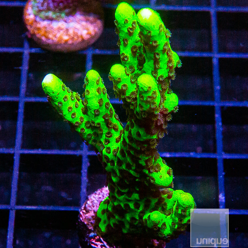 Green Spongodes-WYSIWYG