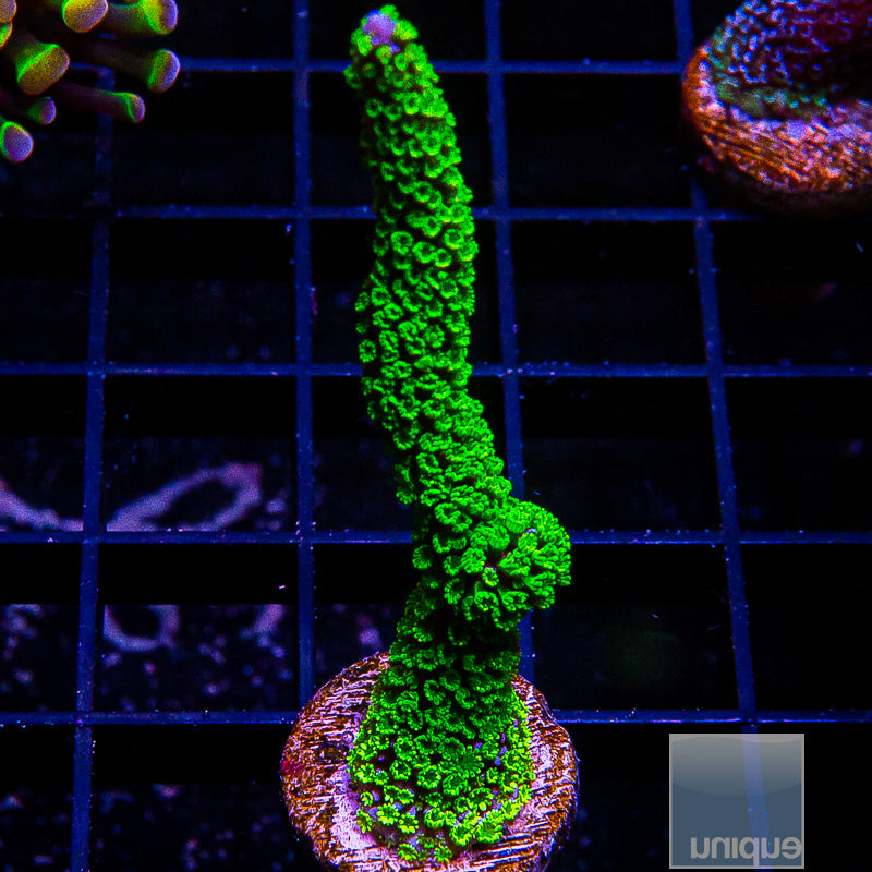 UC Neon Polyp Stellata Digi Large Frag-WYSIWYG – UniqueCorals