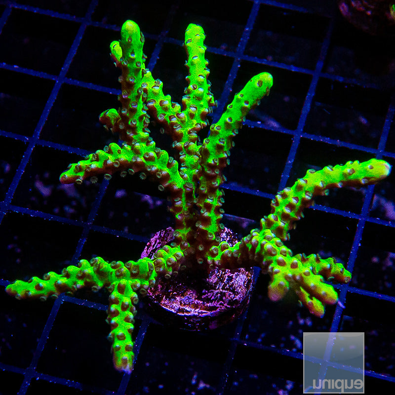 Slimeball Anacropora Chunky Frag-WYSIWYG