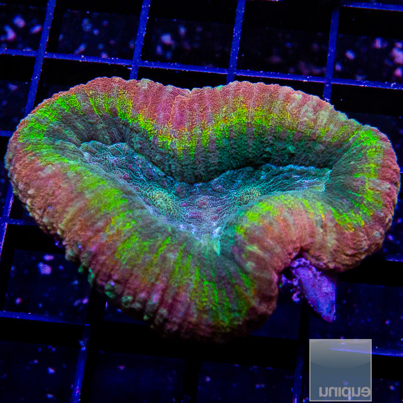 Aussie Rainbow Lobo-WYSIWYG