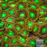 Pink Dragon Zoanthid- Stock Frag 3 Polyp