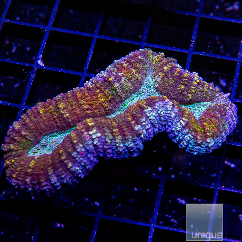 Aussie Multi Color Lobo-WYSIWYG