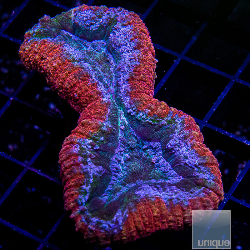 Aussie Red Rim Lobo-WYSIWYG