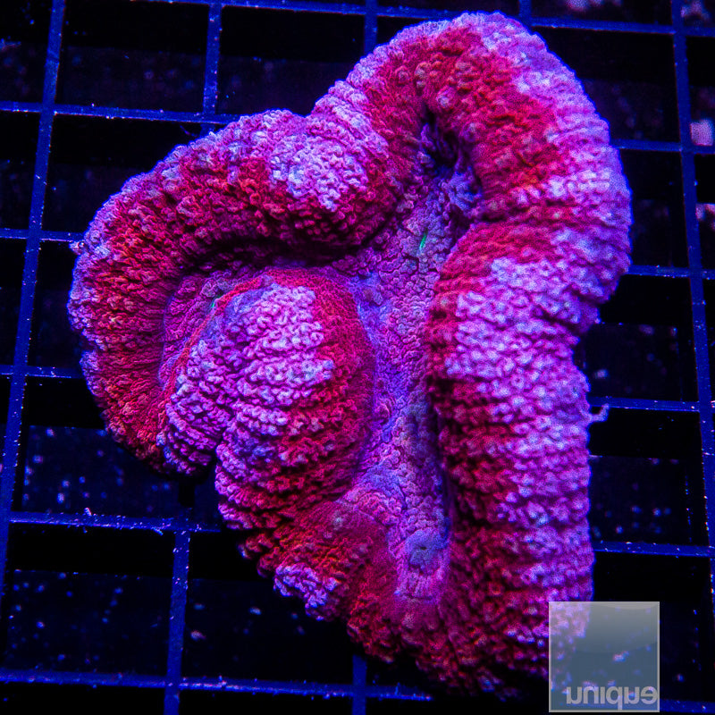 Pink Lobo-WYSIWYG