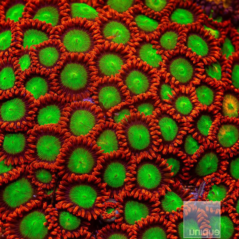 Goblin on Fire Zoanthid-Stock Frag 3 Polyp