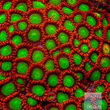 Goblin on Fire Zoanthid-Stock Frag 3 Polyp